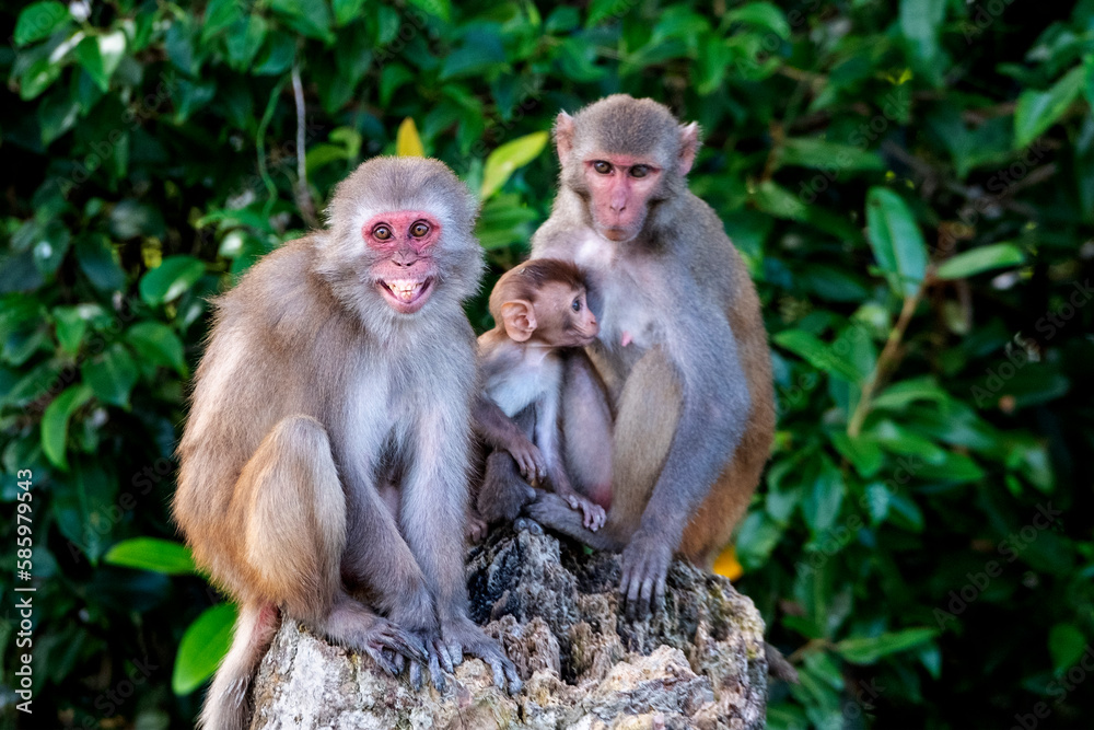monkey family from sundarban, bangladesh