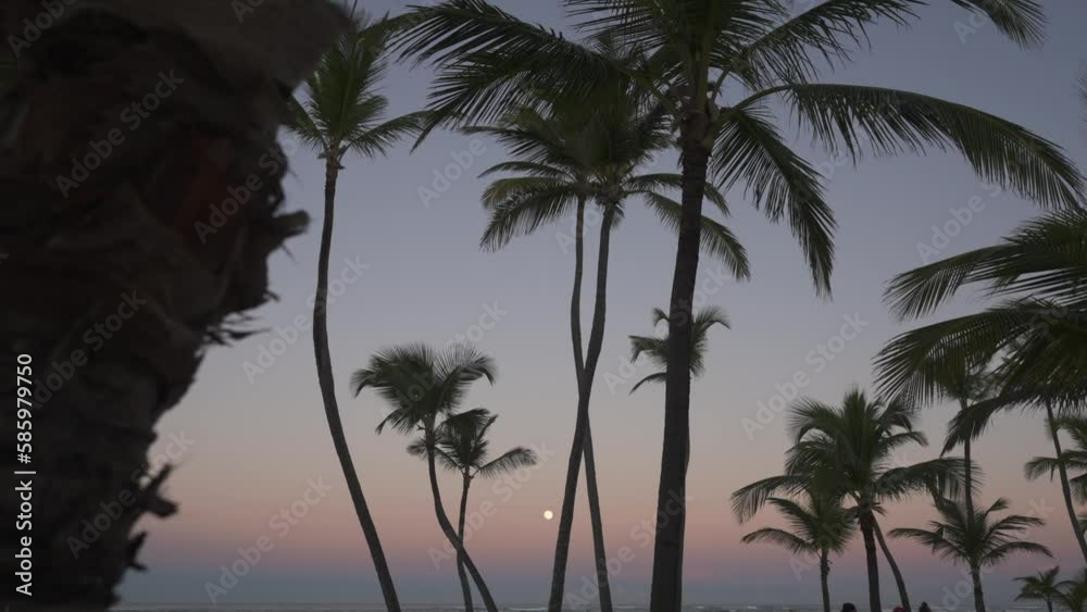 Palm trees with moon in background at sunset, Bavaro Beach, Punta Cana, Dominican Republic, West Indies, Caribbean, Central America Palm trees with moon in background at sunset, Bavaro Beach, Punta Cana, Dominican Republic, West Indies, Caribbean, Central America