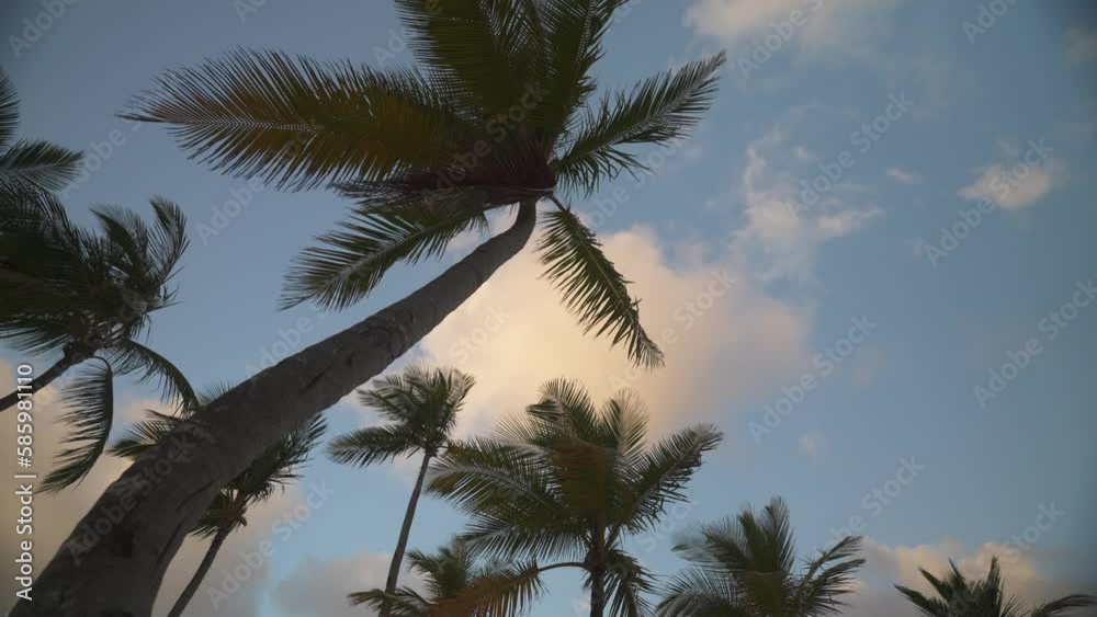 Beach, palm trees and sea at sunset, Bavaro Beach, Punta Cana, Dominican Republic, West Indies, Caribbean, Central America Beach, palm trees and sea at sunset, Bavaro Beach, Punta Cana, Dominican Republic, West Indies, Caribbean, Central America