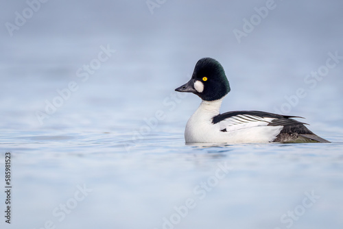 a Common Goldeneye male on the Richelieu in search of a female