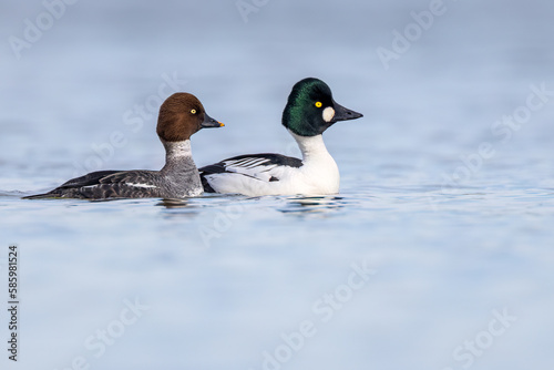 a pair of Common Goldeneye on the Richelieu during the mating season
