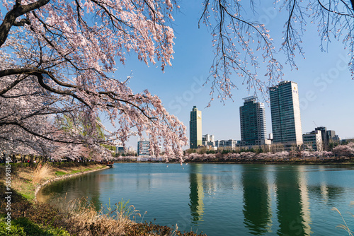 Cherry blossom at Seokchon lake in Jamsil, Seoul, Korea