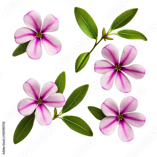 a spring-themed illustration featuring pretty pink, purple, and white periwinkle flowers top view, set on a transparent background and provided in PNG. Generative AI