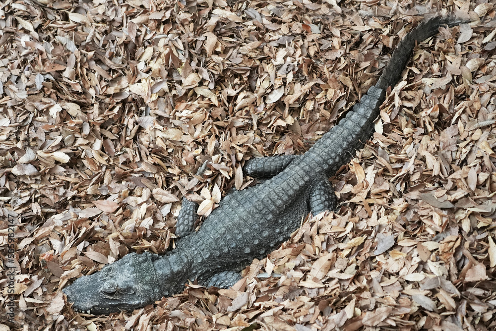Fototapeta premium 落ち葉に潜むワニ全身