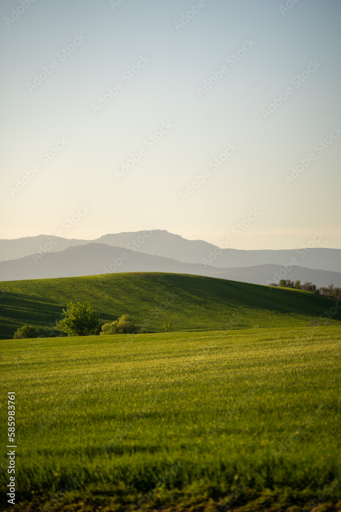 Green hills in spring with clear sun in the background, sunny day and green grass. Wallpaper