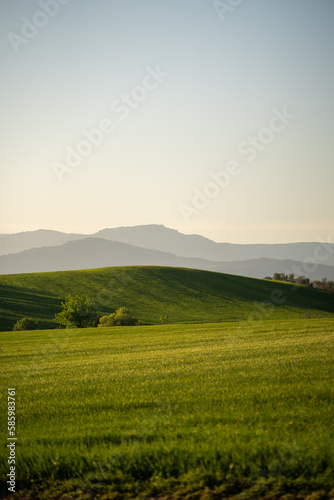 Green hills in spring with clear sun in the background, sunny day and green grass. Wallpaper