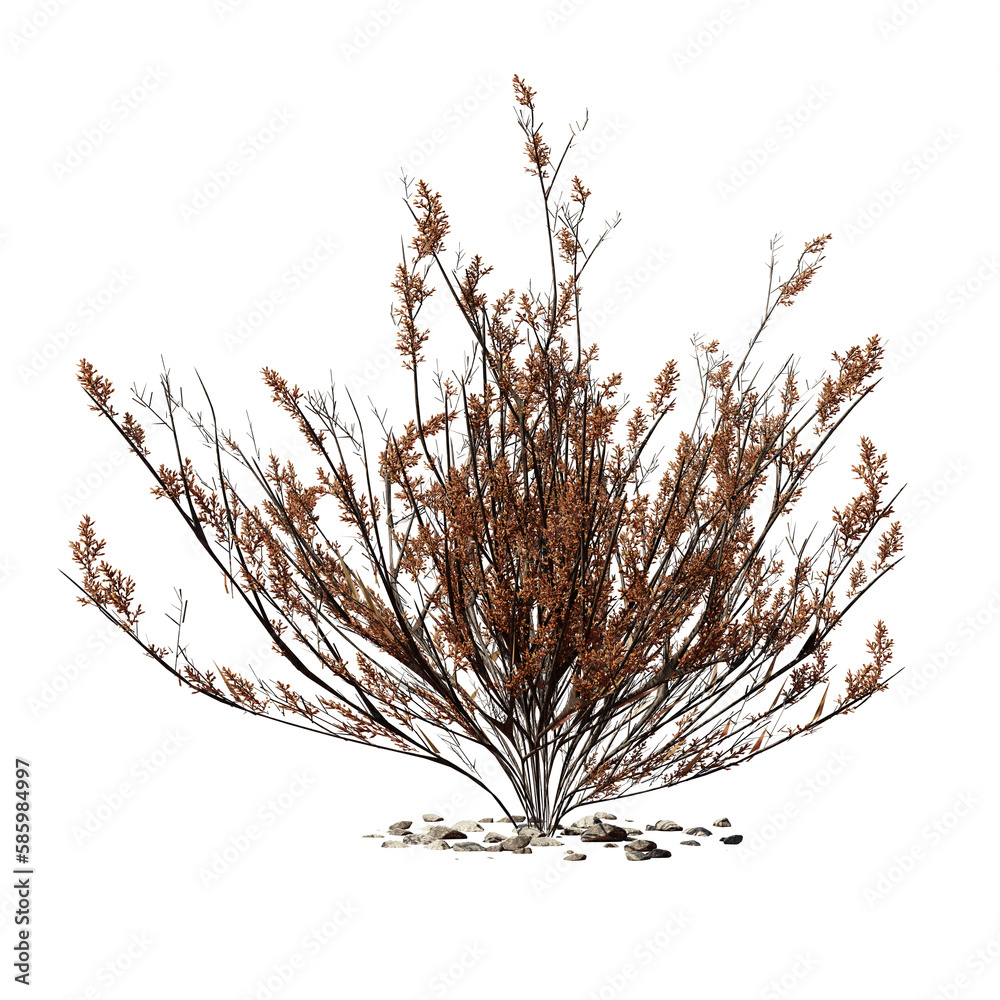 dry desert plant isolated on transparent background