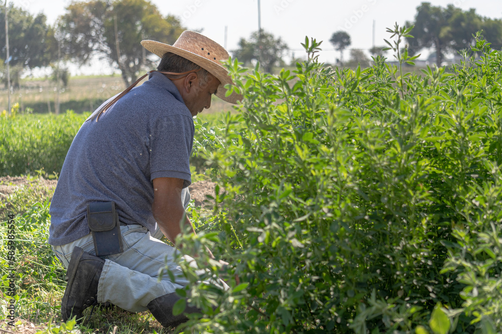 The importance of alfalfa in Mexican agriculture: farmer in the field