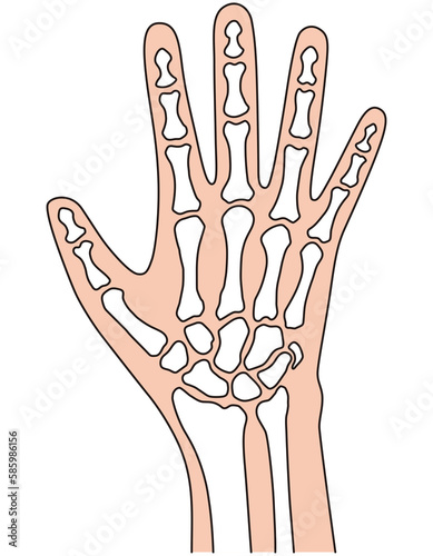 手の骨格　医療　ケガ　人体模型 photo