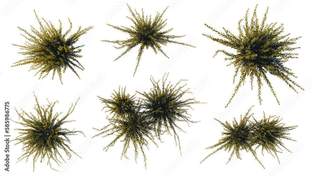 rosemary, set of healthy herb plants from above, isolated on transparent background
rosemary, set of healthy herb plants from above, isolated on transparent background