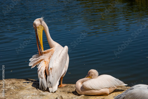 Great white pelicans, cleaning their plumage, on a sunny summer day, near a lake. photo