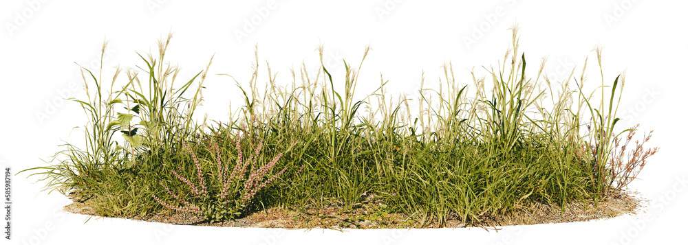 grass patch with herbs and wildflower, meadow scene isolated on transparent background banner