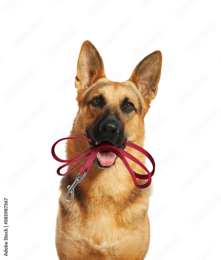 Cute German shepherd dog holding leash in mouth on white background