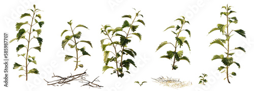 Photos nettles, collection of Urtica dioica isolated on transparent background banner