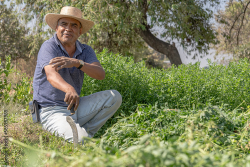 The dedication of farmers: Mexican farmer in the alfalfa field