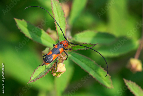 Insecto. Insecto rojo con manchas negras.