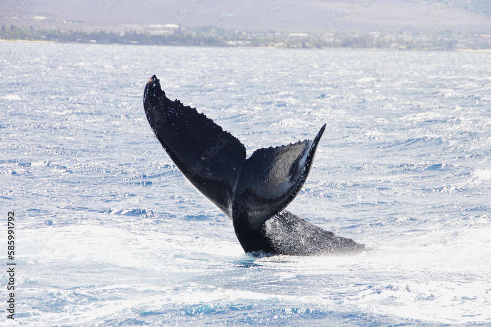 Fototapeta premium whale doing diving show