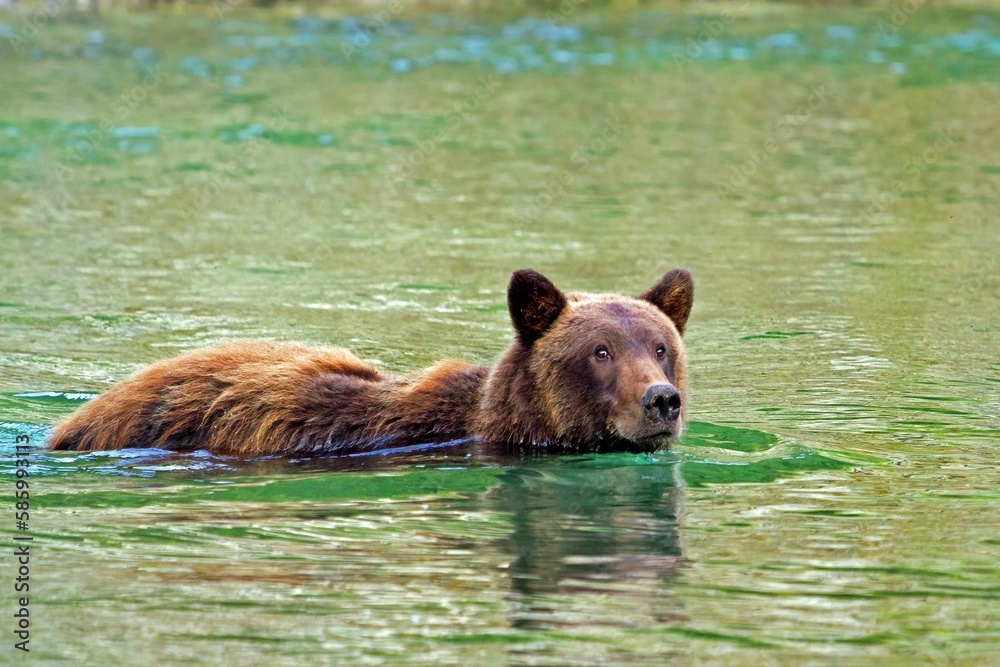 Selective focus the brown bear (Ursidae) swimming in the lake in the daytime Selective focus the brown bear (Ursidae) swimming in the lake in the daytime