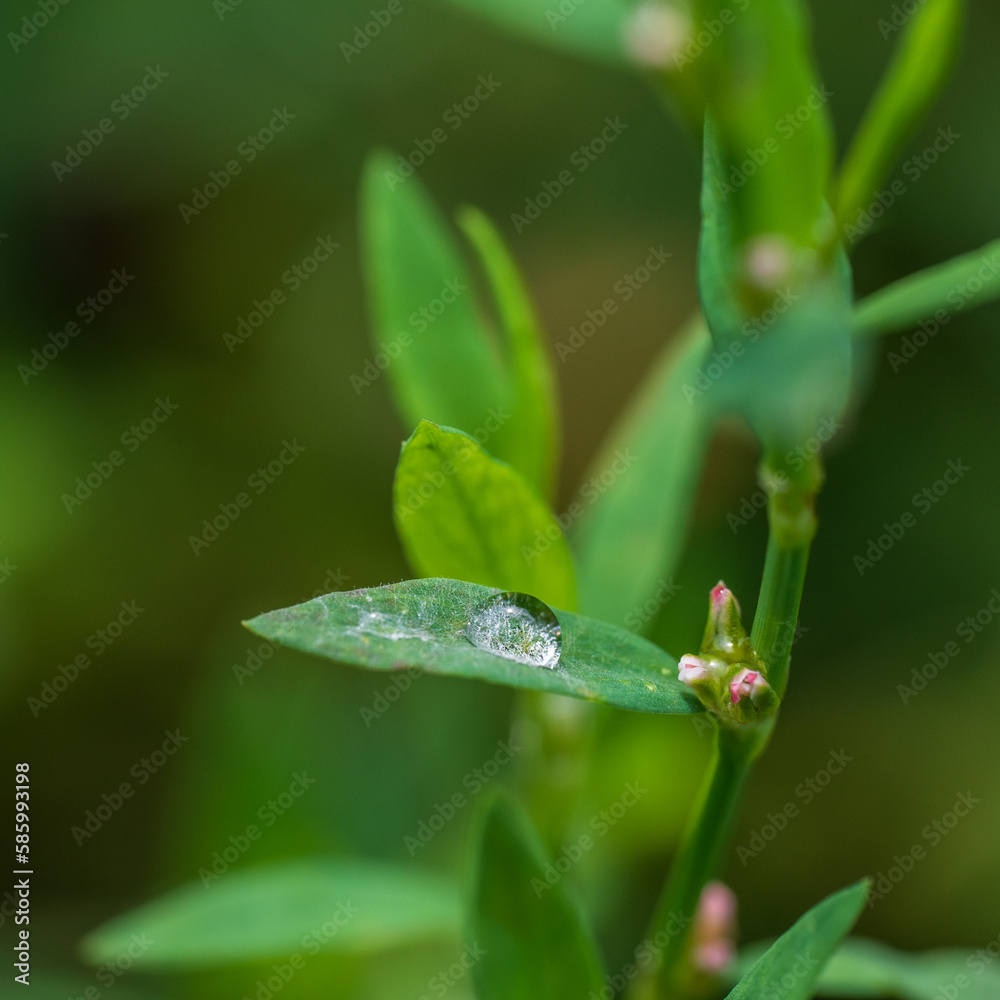 Closeup of a green leaf with a water droplet Closeup of a green leaf with a water droplet