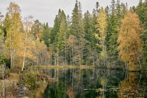 Fototapeta Naklejka Na Ścianę i Meble -  Scenic shot of yellow and green tall trees surrounding a still pond on a beautiful autumn day