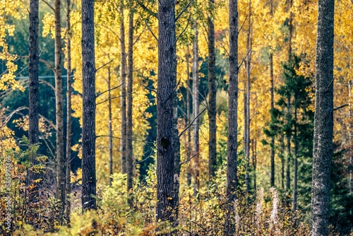 Closeup shot of trunks and green leaves in an autumn forest on a sunny day
