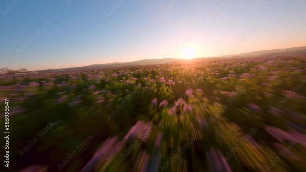 FPV full speed drone shot over a field of phacelia flowers during sunset in Germany