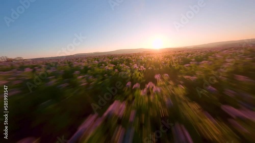 FPV full speed drone shot over a field of phacelia flowers during sunset in Germany photo