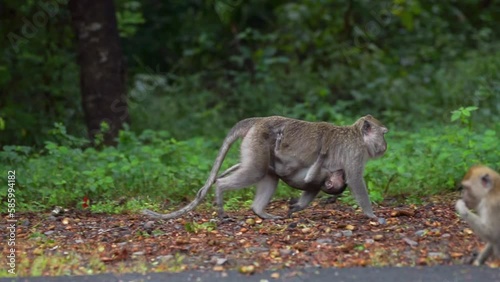 A mother long tailed macaque macaca fascicularis carrying her baby macaque in a roadside at Taman Nasional baluran National Park Situbondo photo