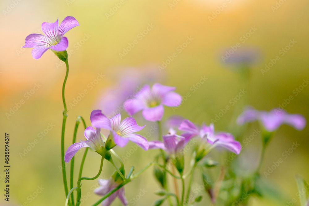 Selective focus shot of wild flowers in the forest Selective focus shot of wild flowers in the forest