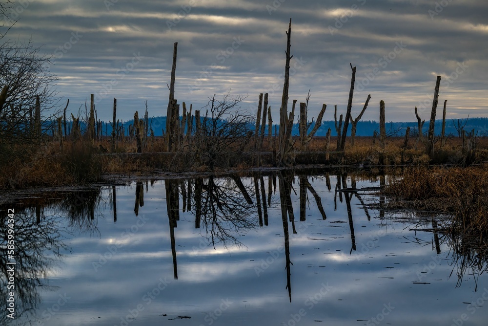 Beautiful view of tree reflections in the water in the Wiley Slough in Washington Beautiful view of tree reflections in the water in the Wiley Slough in Washington