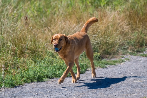 Beautiful little labrador walking joyfully with a blue ball in its mouth in an off-leash area © Michael Magee/Wirestock Creators