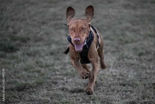 Closeup of running Vizsla with flapping ears and fine eyes at the Henry Hollow Dog Park photo