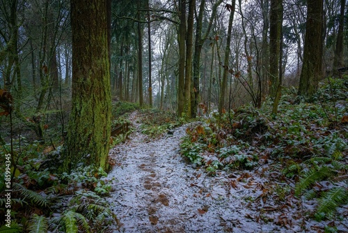 Road covered by snow and falling leaves between mossy trees In Upper Luther Burbank Park photo