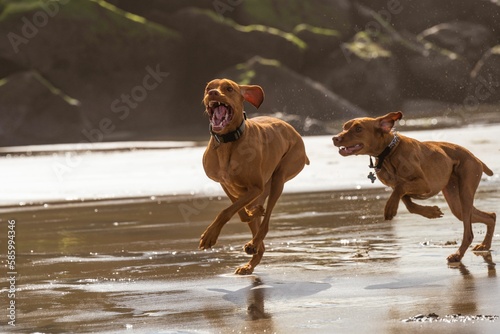 Cuadro en lienzo Playful two Hungarian Vizsla dogs happily running after each other on the beach
