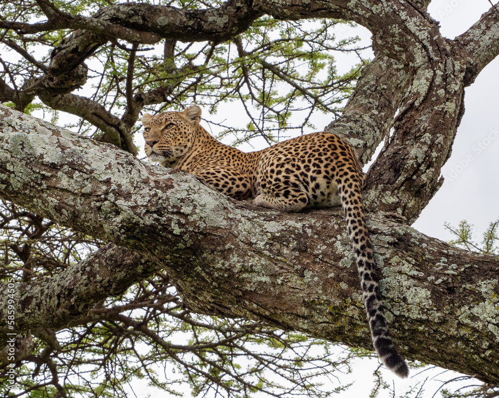 Leopard lying on a massive branch in Serengeti National Park, Tanzania Leopard lying on a massive branch in Serengeti National Park, Tanzania