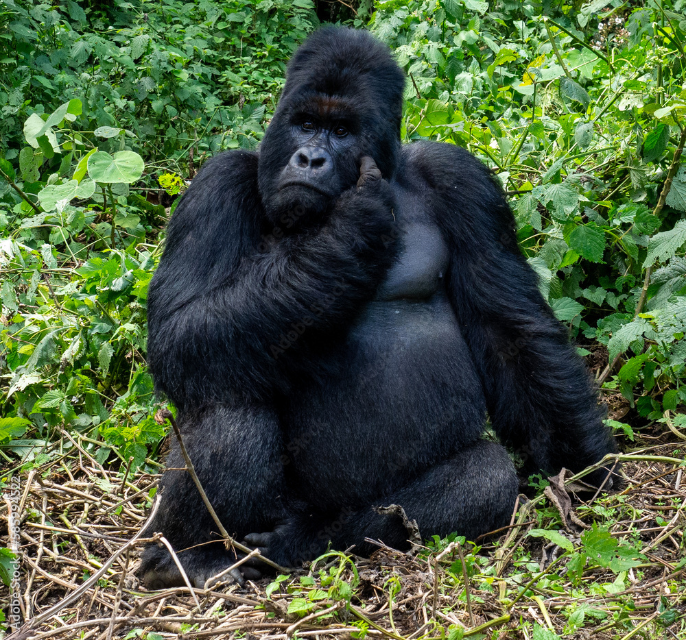 Naklejka premium Closeup shot of an adult gorilla in Virunga National Park, Democratic Republic of the Congo