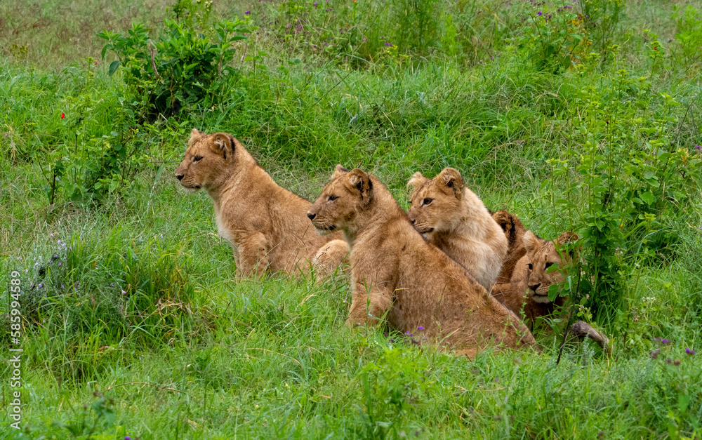 Naklejka premium Group of lionesses hiding in the grass in Serengeti National Park, Tanzania