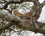 Leopard lying on a massive branch in Serengeti National Park, Tanzania