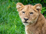 Portrait of a lion cub in Serengeti National Park, Tanzania