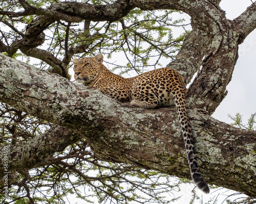 Leopard lying on a massive branch in Serengeti National Park, Tanzania