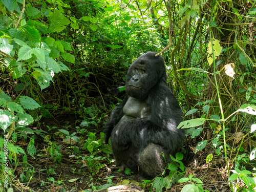 Adult gorilla with grass in its mouth in Virunga National Park