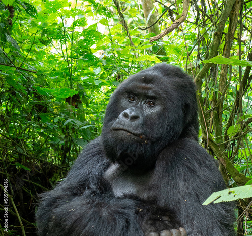 Portrait of a gorilla in Virunga National Park © Marcos Martinez De Irujo/Wirestock Creators