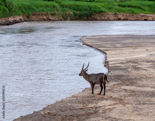 Waterbuck on a lakeshore in Serengeti National Park, Tanzania