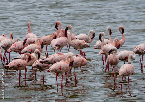 Group of flamingos in a lake in Serengeti National Park, Tanzania © Marcos Martinez De Irujo/Wirestock Creators