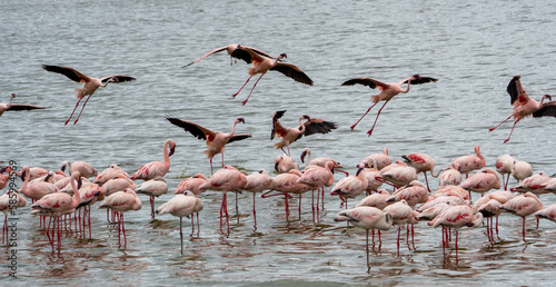 Group of flamingos in a lake in Serengeti National Park, Tanzania