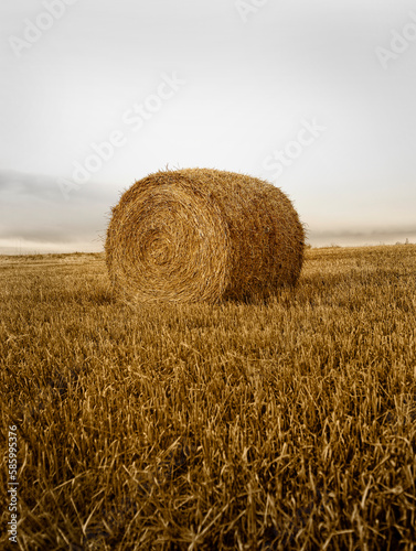 Valokuva Vertical shot of a round hay bale in a freshly cut field