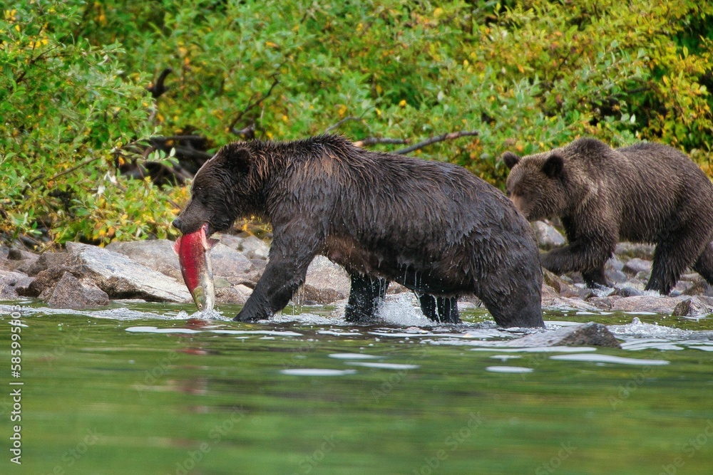 Closeup of the Alaskan Brown Bear (Ursus horribilis) in Lake Clark National Park Alaska Closeup of the Alaskan Brown Bear (Ursus horribilis) in Lake Clark National Park Alaska