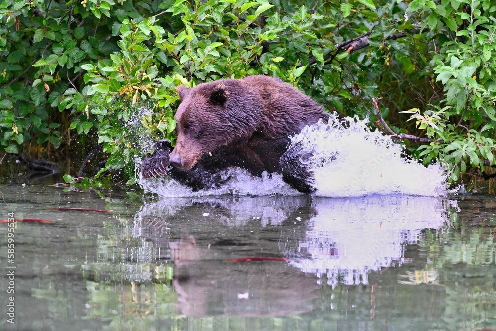 Side shot of an Alaskan brown bear swimming in Clark lake and making water waves Side shot of an Alaskan brown bear swimming in Clark lake and making water waves
