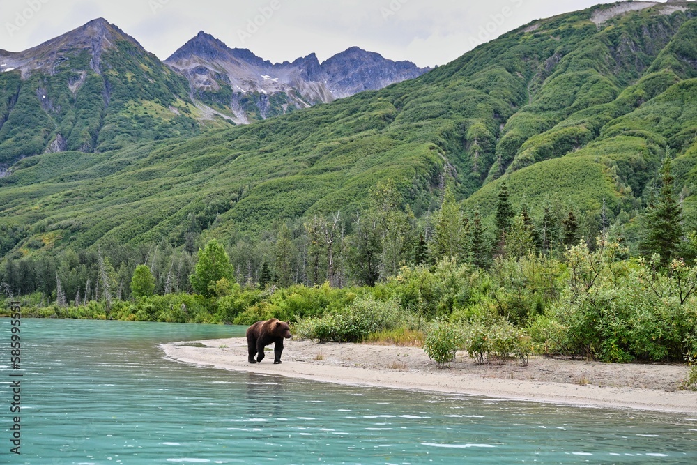 Alaskan Brown Bear (Ursus horribilis) in Lake Clark National Park Alaska Alaskan Brown Bear (Ursus horribilis) in Lake Clark National Park Alaska