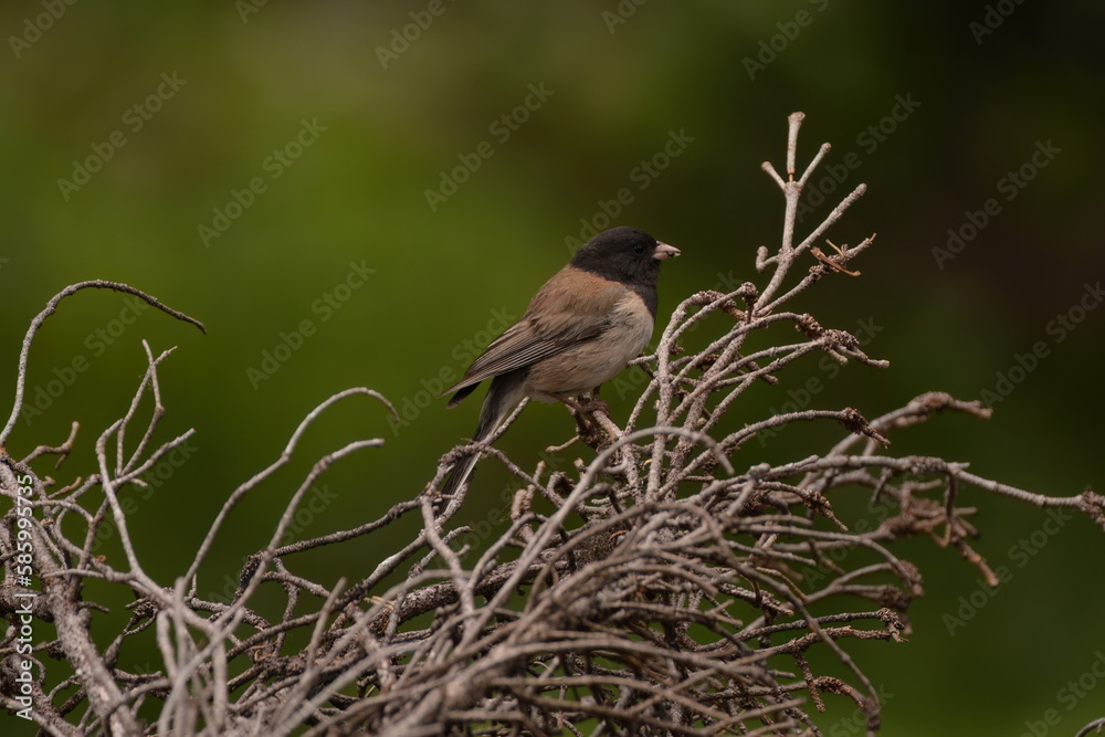 Obraz premium Dark-eyed Junco on a tree